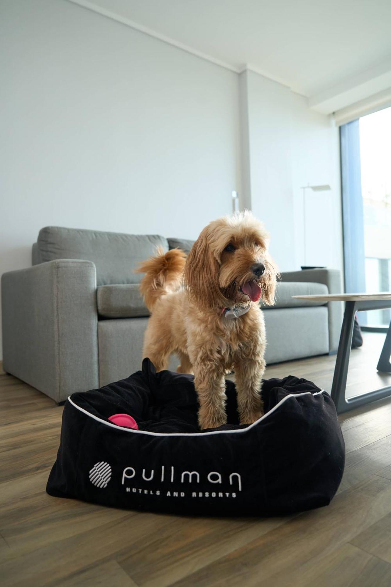 Pullman Vina Del Mar San Martin Hotel Exterior photo A golden American Cocker Spaniel